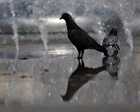 Pigeons at a fountain.