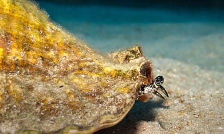 Shellfish Queen Hot queen conch seeks cool mates: Florida’s new ‘speed dating’ service ...