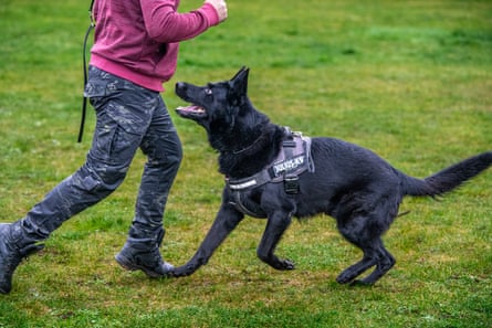 Dog trainer Florin with a German shepherd called Shadow at the Norwich Dog Training School
