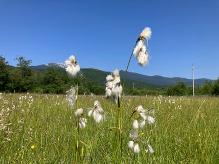 Cotton grass in a field on a sunny day