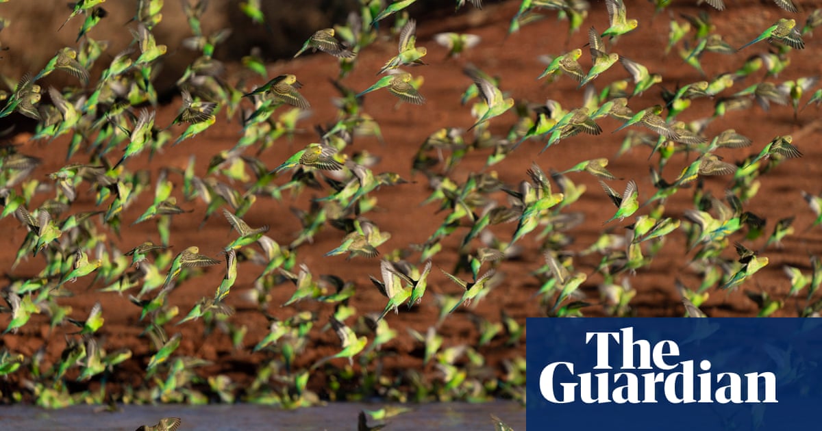 ‘Mesmerising’: a massive murmuration of budgies is turning central Australia green and gold