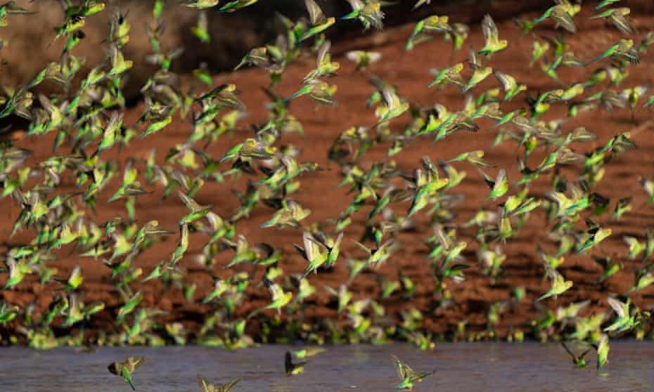 Budgerigars descend on a waterhole west of Uluru in the Northern Territory.