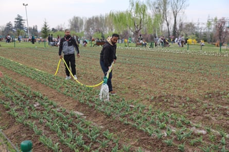 Gardeners water the beds ahead of the month-long festival that began this week.