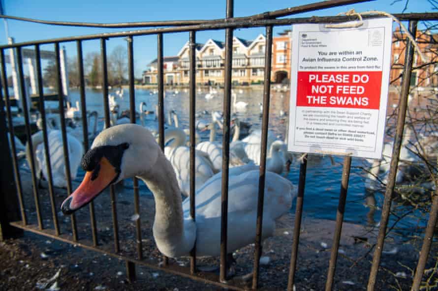 Warning notices tell people not to feed the swans from Jennings Wharf in Windsor, England, after a bird flu outbreak in January.