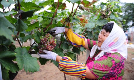 a worker tends to the grapes growing in the vineyard of the Changyu Pioneer Wine Company in China.