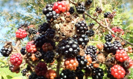 Fruit in bramble
