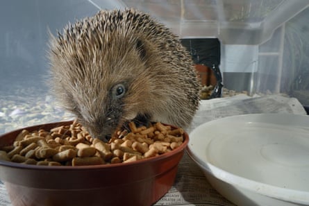 A hedgehog feeding on hedgehog pellets in a home-made hedgehog feeder box