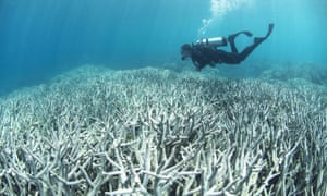 A diver checking the bleached coral at Heron Island on the Great Barrier Reef. 