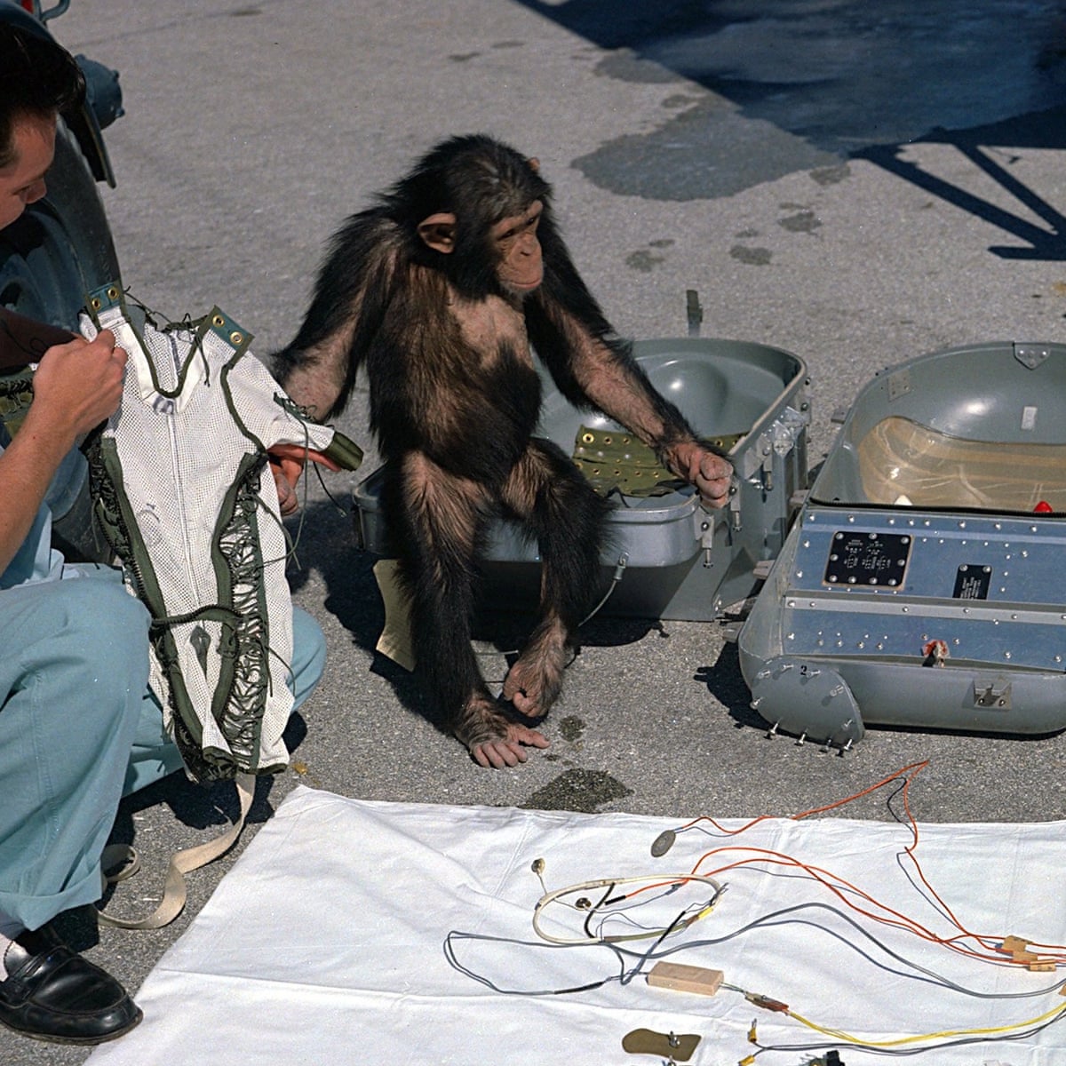 Space chimpanzee alive and well | Space | The Guardian