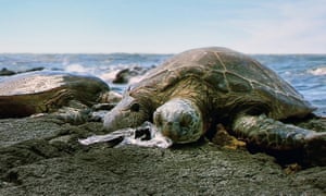 A turtle suffocates on an ingested plastic bag in Hawaii