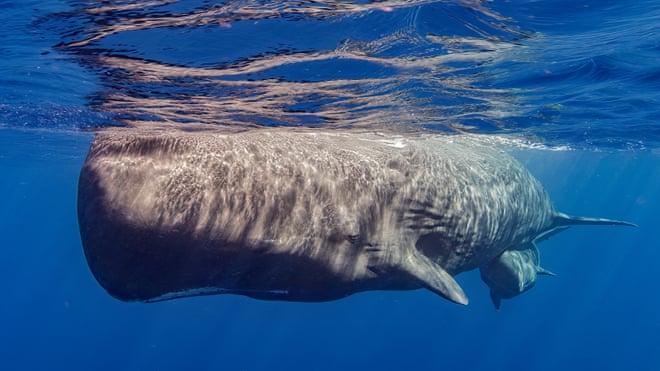 ‘Extraordinary longevity’: great whales can live a lot longer than we thought – if we leave them alone A sperm whale and her calf off the Caribbean island of Dominica. Longevity is crucial to mammals that have few offspring that take years to reach maturity.Photograph: Jeroen Hoekendijk