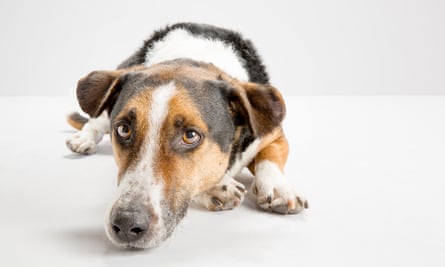 Beagle cross.