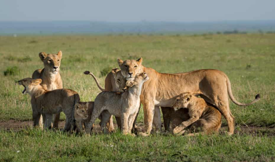 Afrikos liūtas su jaunikliais Masai Maroje, Kenijoje