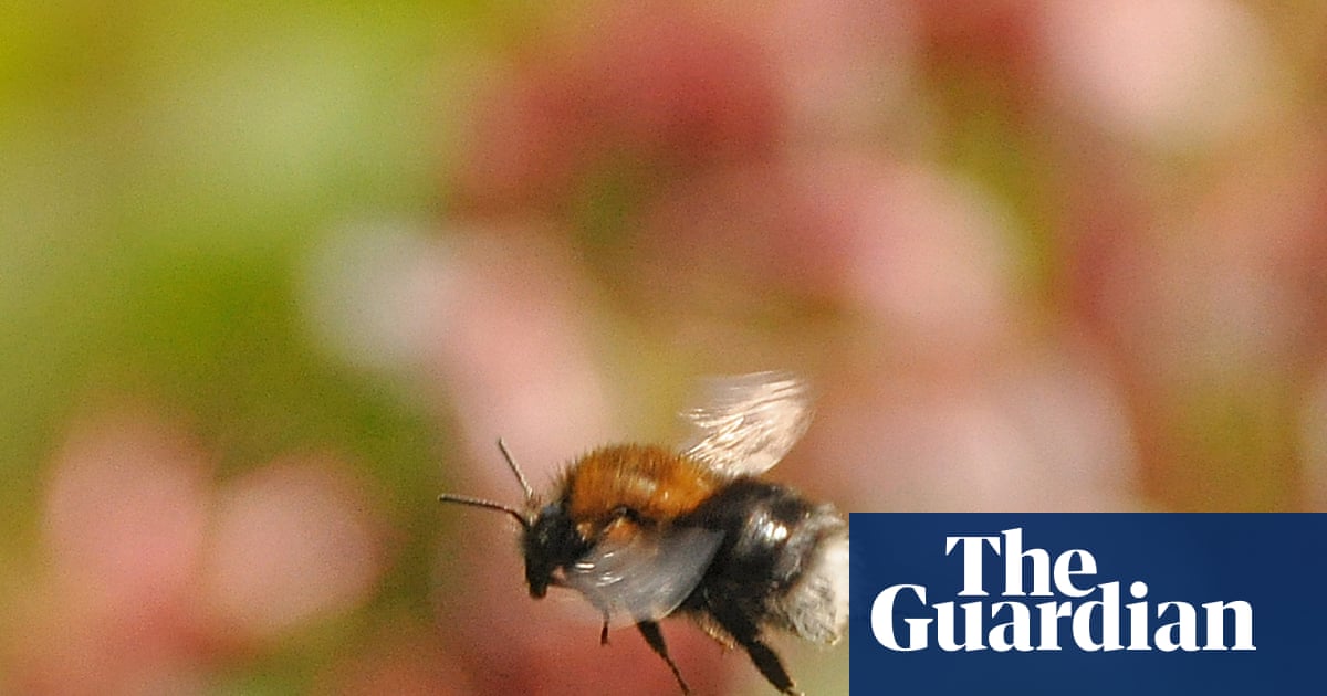 Country diary: I thought I was poking a hedgehog’s nest. I was wrong | Claire Stares
