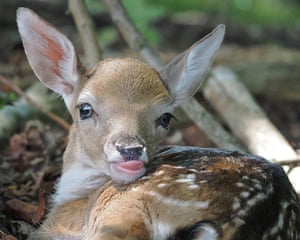 Harold Hill, London ‘A fallow deer fawn sticking his tongue out as I try to photograph him.’