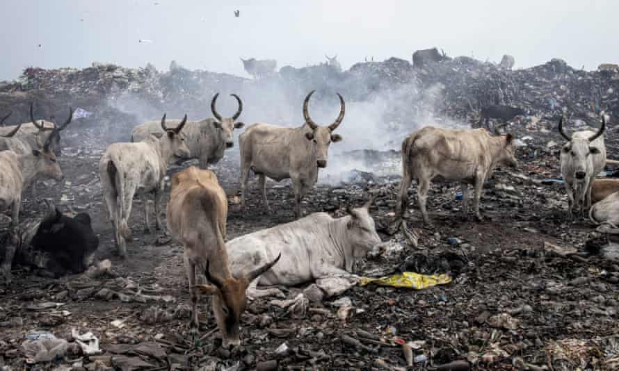 Ganado dentro del basurero de Mbeubeuss en Dakar. La agricultura es la mayor fuente de metano creada por el hombre, principalmente de las vacas; los vertederos son otra fuente importante.
