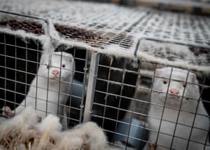 In November last year, the Danish government announced that the country would cull its 15-17 million minks, a move that was later found to be illegal.