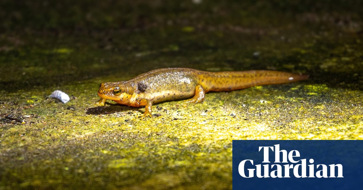 Smooth newts to turn gardens into mating hotspots after dark