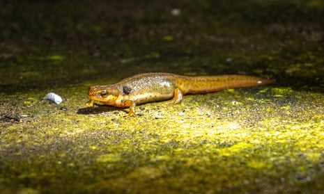 A smooth newt (Lissotriton vulgaris) in Somerset.