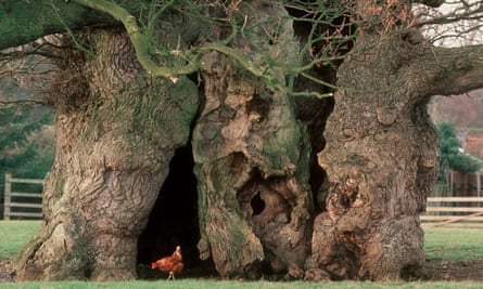 Bowthorpe Oak Lincolnshire: view of gnarled, broad trunk, hollow in places, and lower branches. A chicken is pecking in front of one of the hollows at the base.