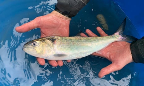 A twaite shad, one of the UK’s rarest fish.