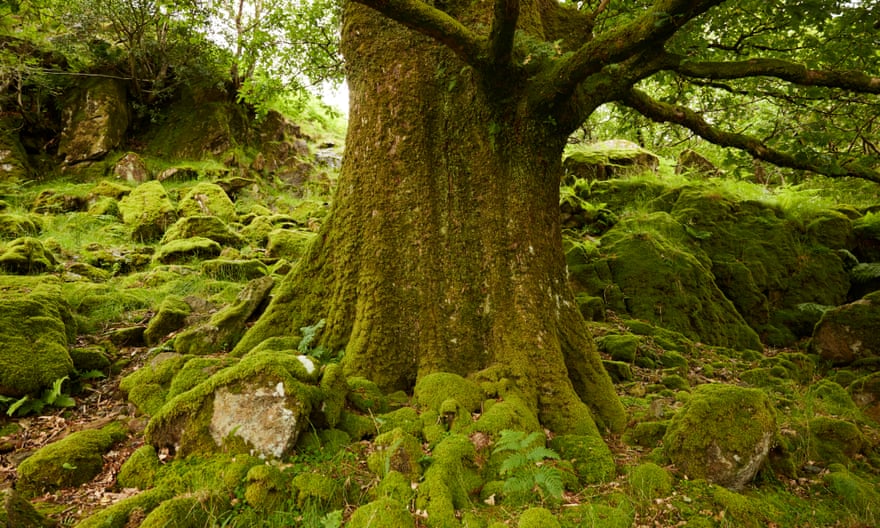 Old growth in Borrowdale