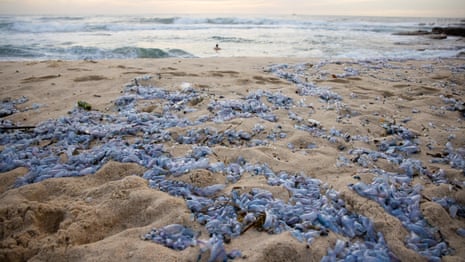 Don't get stung: bluebottles inundate Sydney beaches – video
