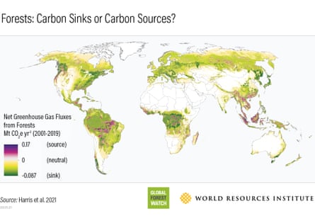 Forest Carbon Sinks or Carbon Sources : World map showing forested regions that are sources of carbon emissions (purple) and where they are carbon sinks (green), or areas that absorb and store carbon from the atmosphere. Credits: Harris et al. 2021 / Global Forest Watch / World Resources Institute