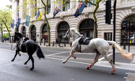 A black horse and a grey horse, which has blood on its legs, run along the road in central London