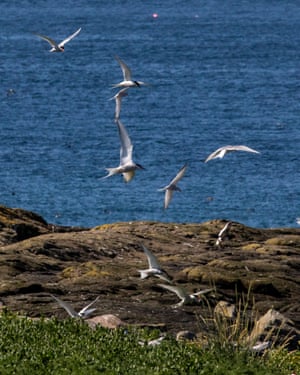 Seabirds nest in new spots on Farne Islands as Covid keeps people away Arctic terns have been attracted to new spots on the islands while visitors and rangers are absent. Photograph: Katielee Arrowsmith/National Trust