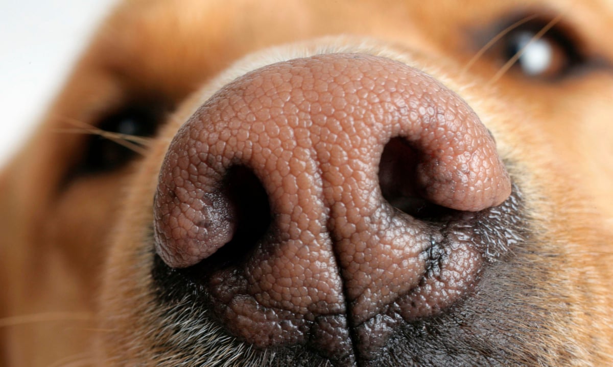 How Can I Print My Dogs Nose how-can-i-print-my-dogs-nose
