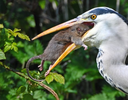 A grey heron battles a rat at Forest Farm Country Park, Cardiff, in April 2021.