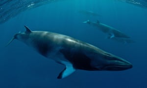 A minke whale