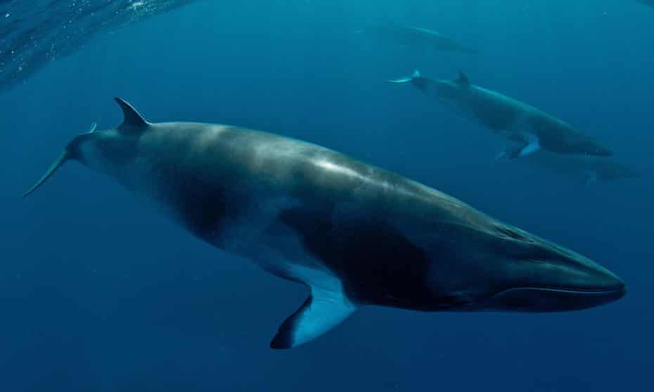 Minke whales. In 2014, Icelandic whalers caught 24 minkes and 137 fin whales. Iceland and Norway are the only two nations that openly defy the international ban on whale hunting.
