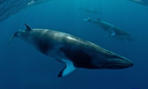 Minke whale in the ocean