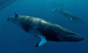 Japan allows itself to hunt whales under a âscientificâ programme which still sees the meat go on sale.