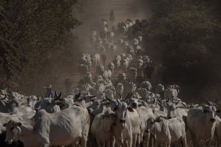 Men on horses moving Brahman cattle along a dusty trail