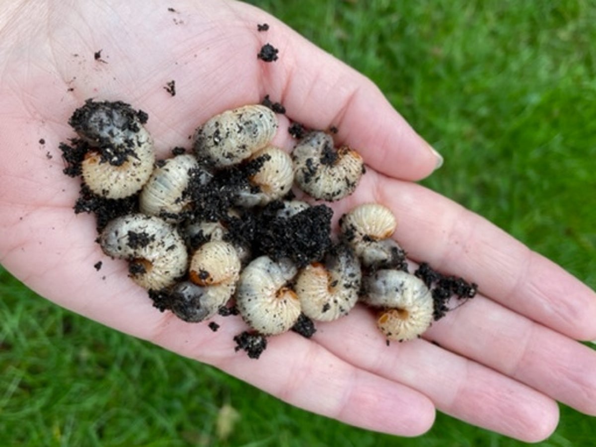 Country diary: A handful of rose chafer larvae is a reassuring promise | Insects | The Guardian Country diary: A handful of rose chafer larvae is a reassuring promise | Insects | The Guardian
