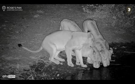 Night vision camera footage of three lions drinking at a waterhole.