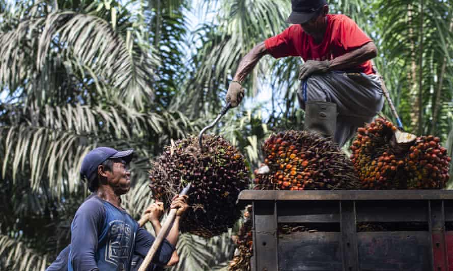 Workers load palm fruits into a truck at a plantation in Bogor, West Java, Indonesia.