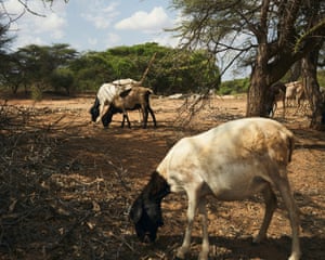 Cattle graze in the middle of Ewaso Nyiro river