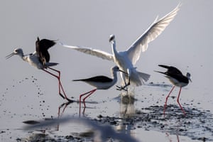 Pernilongos (Himantopus himantopus) e uma garça-grande (Ardea alba) na água em uma praia na Cidade do Kuwait