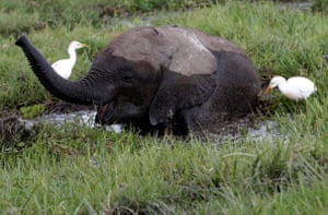 A baby elephant eats in a swamp in Amboseli national park, Kenya