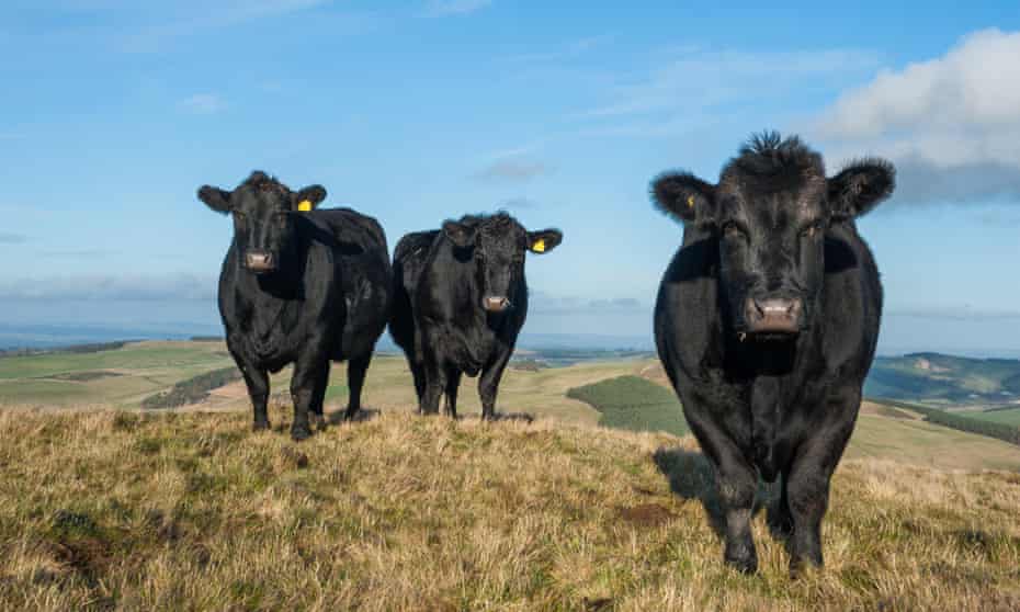 Aberdeen Angus cattle in the Scottish Borders. The SNP has warned that the proposed UK trade deal with Australia will disproportionately affect Scottish farmers.