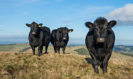 Aberdeen Angus cattle.