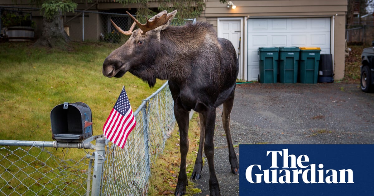 Escaping Tail End Of Winter By Roaming >> What Do You Do When 1 500 Moose Roam Free In Your City Us News Escaping Tail End Of Winter By Roaming >> What Do You Do When 1 500 Moose Roam Free In Your City Us News