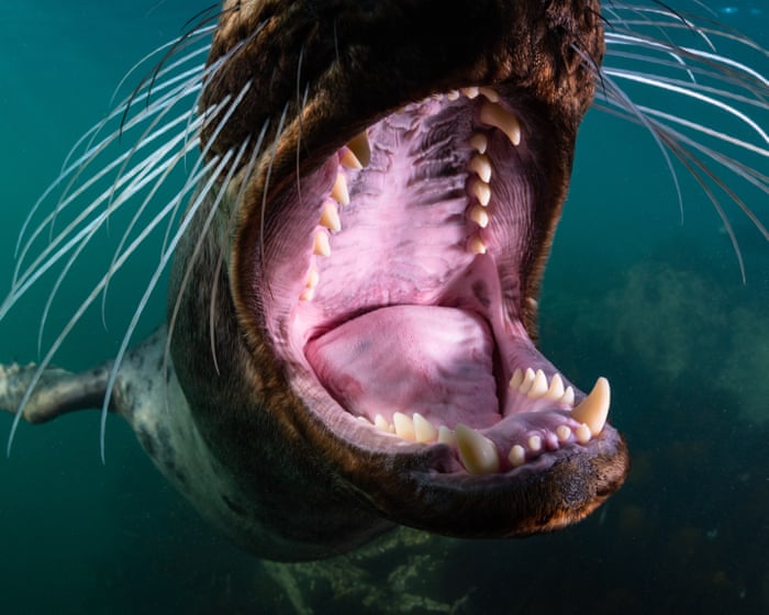 North Sea Revealed: Stunning Underwater Beauty Challenges Misconceptions