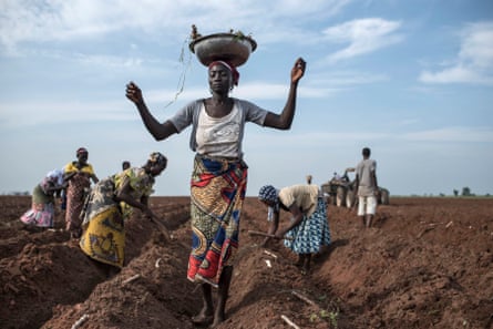 Une femme distribue des boutures de manioc tandis que d'autres les plantent sur une terre fraîchement préparée au Nigeria.