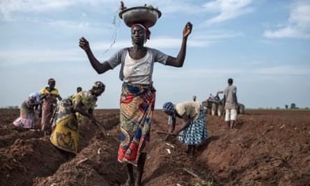 A women distributes cassava cuttings while others plant them on a recently prepared land.