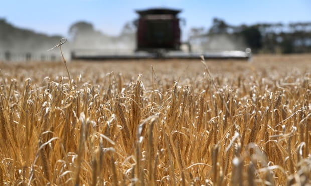 Australia strikes deal with China over barley trade dispute | Australian foreign policy | The Guardian